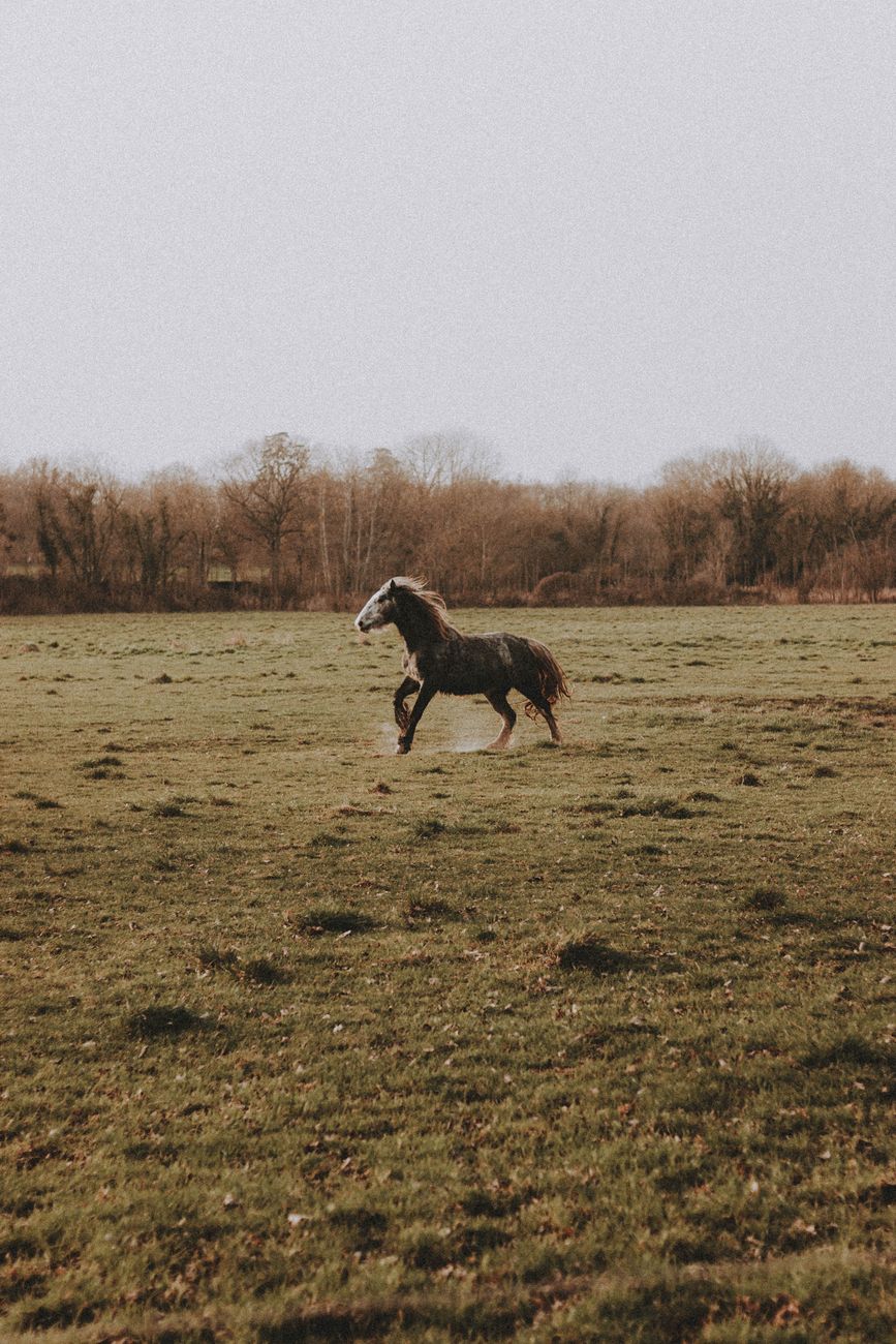 graceful horse running on grassy field in nature
